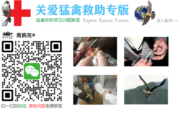 中华鹰鹘微信公众平台